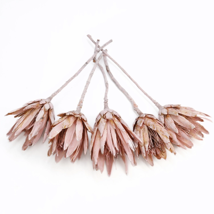 protea-repens-open-szroniony-roz-2-2048x2048.png