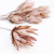 protea-repens-open-szroniony-roz-3-720x720.png