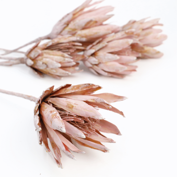 protea-repens-open-szroniony-roz-3-720x720.png