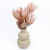 protea-repens-open-szroniony-roz-4-720x720.png