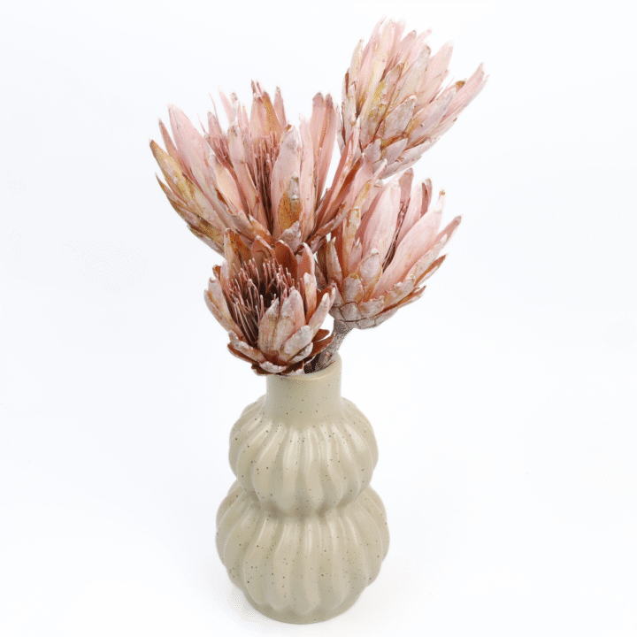 protea-repens-open-szroniony-roz-4-720x720.png