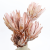 protea-repens-open-szroniony-roz-5-2048x2048.png