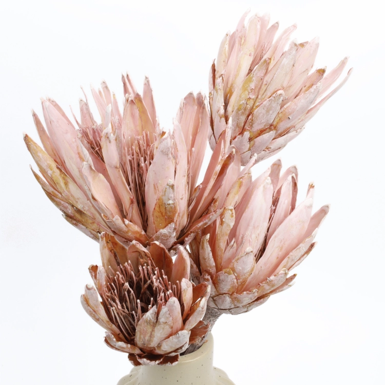 protea-repens-open-szroniony-roz-5-2048x2048.png