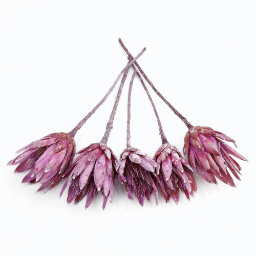 protea-repens-open-szroniony-jezynowy-2-2048x2048.png