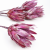 protea-repens-open-szroniony-jezynowy-3-2048x2048.png
