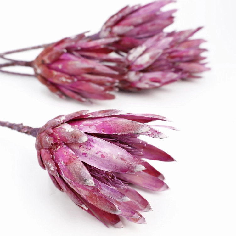 protea-repens-open-szroniony-jezynowy-3-2048x2048.png