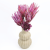 protea-repens-open-szroniony-jezynowy-4-720x720.png