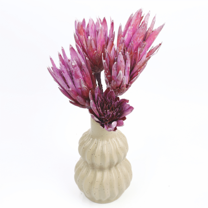 protea-repens-open-szroniony-jezynowy-4-720x720.png