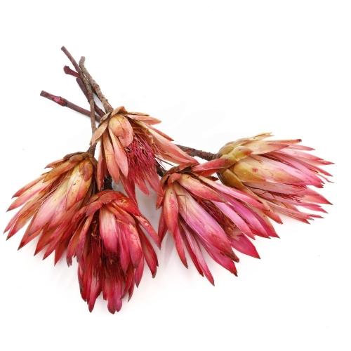 protea-repens-open-rozowa-1.jpeg