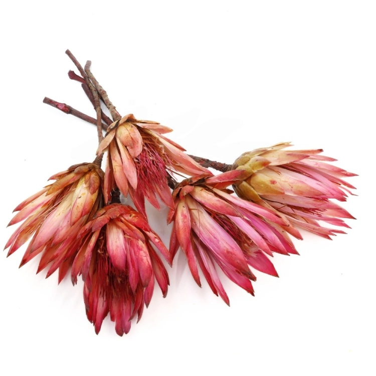 protea-repens-open-rozowa-1.jpeg
