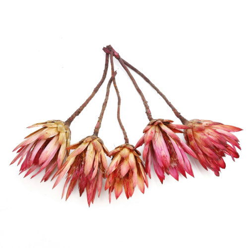 protea-repens-open-rozowa-2-2048x2048.png