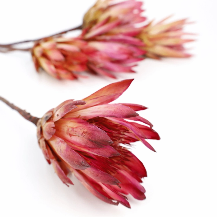 protea-repens-open-rozowa-3-2048x2048.png