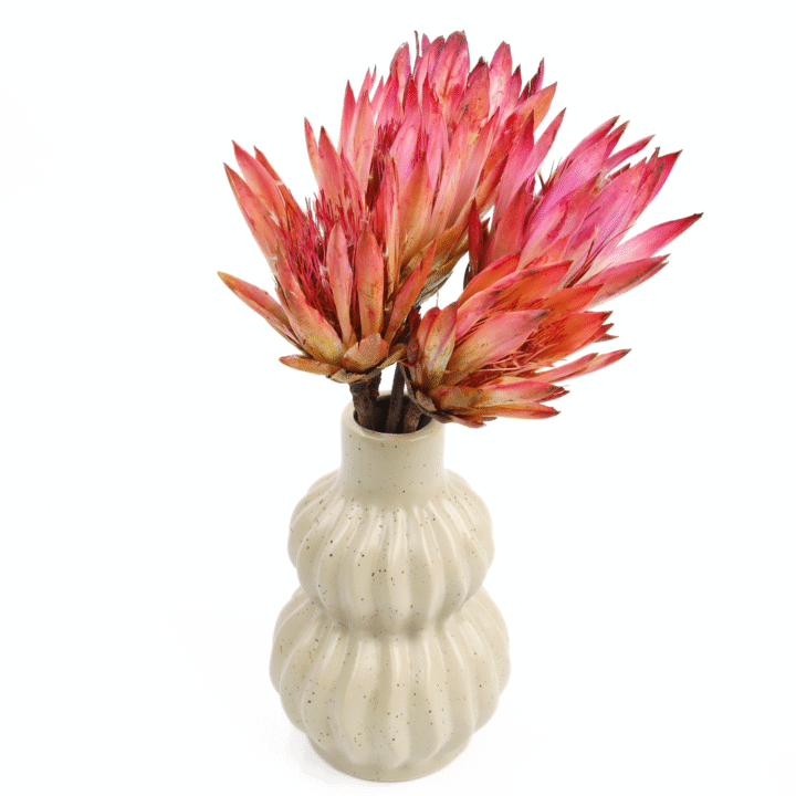 protea-repens-open-rozowa-4-720x720.png
