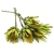 protea-repens-open-limonkowa-dip-dyed-1.jpeg