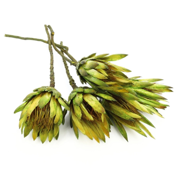 protea-repens-open-limonkowa-dip-dyed-1.jpeg