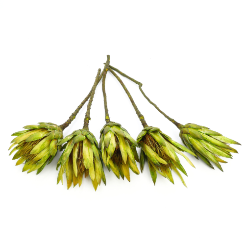 protea-repens-open-limonkowa-dip-dyed-2.png