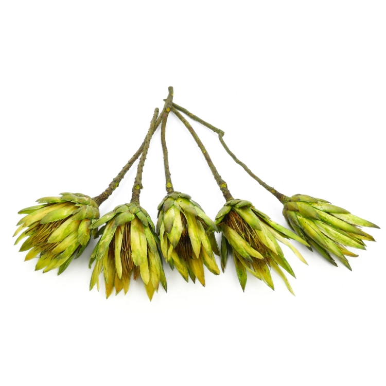 protea-repens-open-limonkowa-dip-dyed-2.png