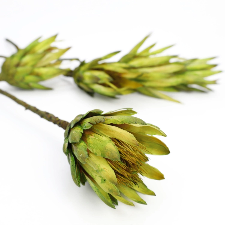protea-repens-open-limonkowa-dip-dyed-3.png