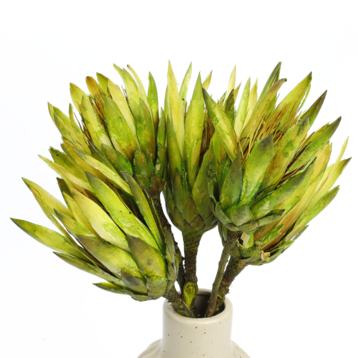 protea-repens-open-limonkowa-dip-dyed-5-720x720.png