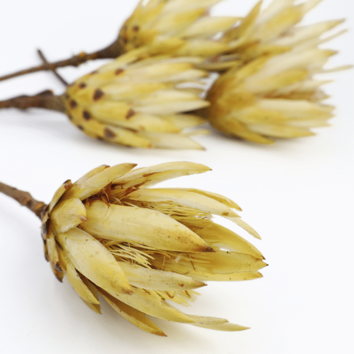 protea-repens-open-kremowa-3-720x720.png