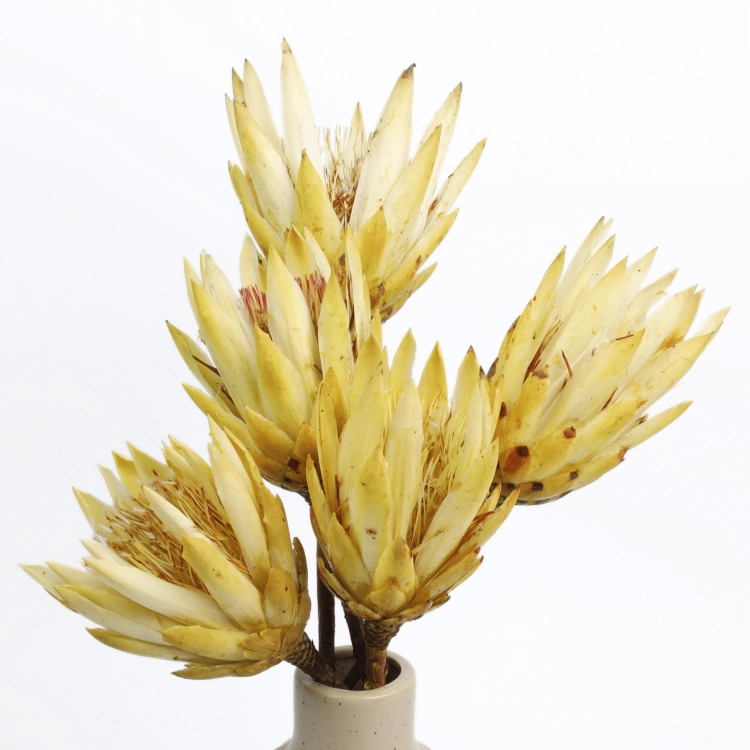 protea-repens-open-kremowa-5-2048x2048.png