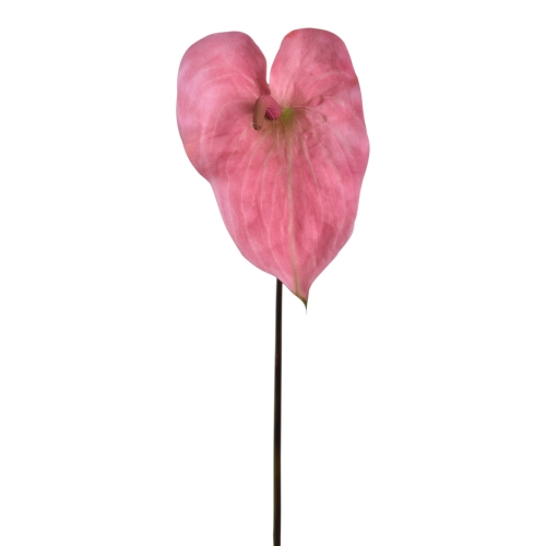 YD337##DIRTY PINK_m.jfif.jpg