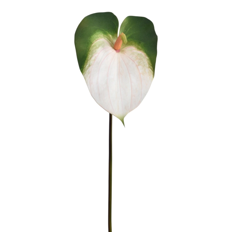 YD337##WHITE GREEN_m.jfif.jpg