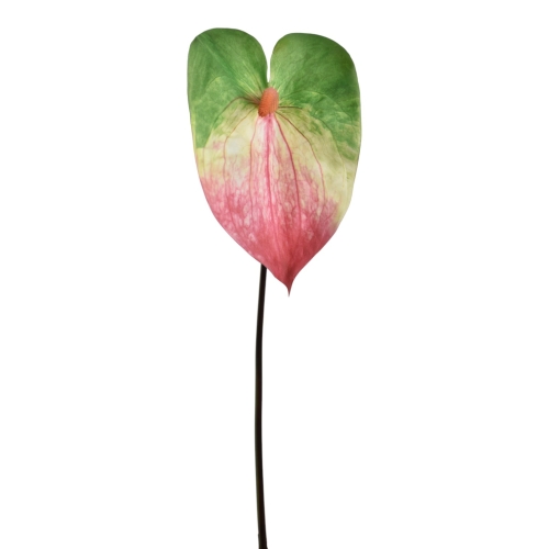 YD337##GREEN PINK_m.jfif.jpg