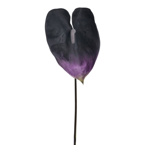 YD337##EGGPLANT#1_m.jpg