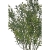ENT1001##DR GREEN#2_m.jpg