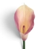 kalla gumowa 1szt rose violet 80S (ANA1013)