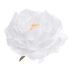 delikatna peonia wyrobowa 12szt #2873 pearl white (SUN406)