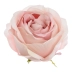 róża cieniowana - wyrobówka 12szt #3061 cream/powder pink (SUN892)