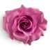 Róża wyrobowa otwarta Sonia 12 szt. #XYMA424 RED-VIOLET