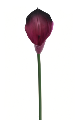 IMG_8651.png
