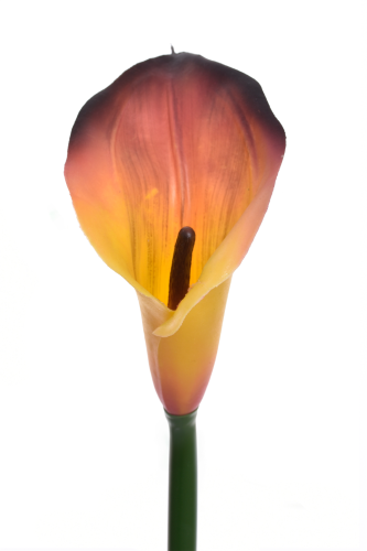 IMG_7758.png