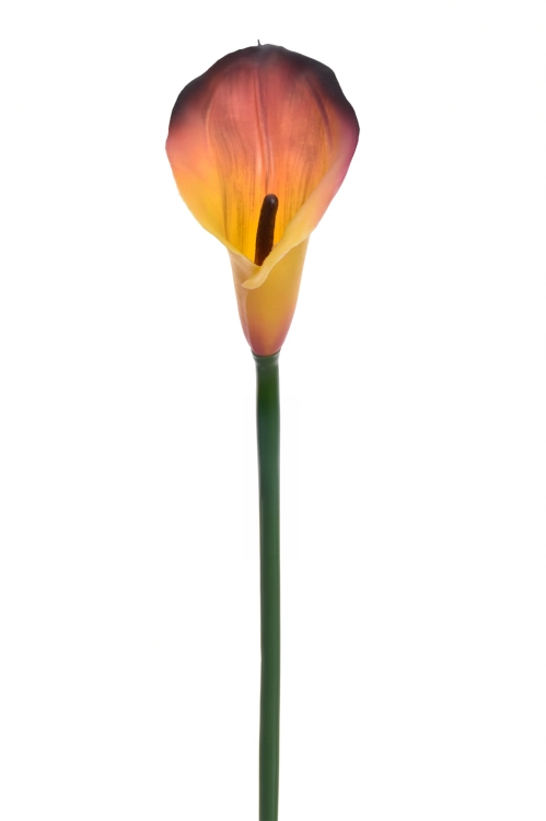 IMG_7757.png