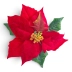 Gwiazda betlejemska – główka velvet RED RED (PX01313HL)