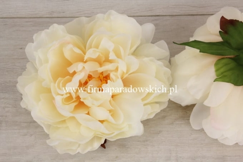 delikatna peonia wyrobowa 12szt #2875 kość słoniowa (SUN406) A1332026A