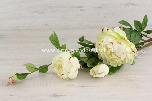 Peonia wysoka 1szt słoneczny/pistacja/malina (SUN117)