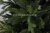 sztuczna choinka fresh green 0001.jpg