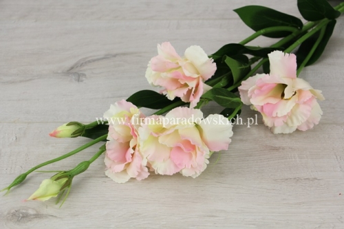 Eustoma atłasowa 7kwiatów- wysoka 1szt #1579 ecru/różowy (SUN345)