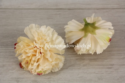 goździk cieniowany wyrobowy 20szt kremowy/cieniowanie fuksja i pistacja