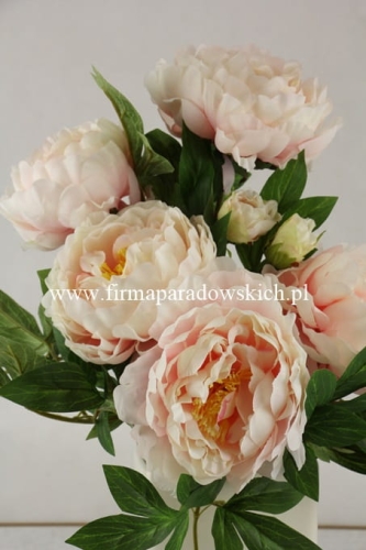 bukiet peonii 1szt #3080 powder peach/edge pink  (SUN122) A1332026A)