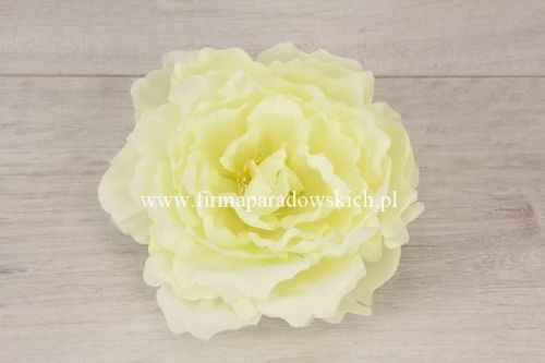 peonia otwarta 1szt wanilia (L1021A)
