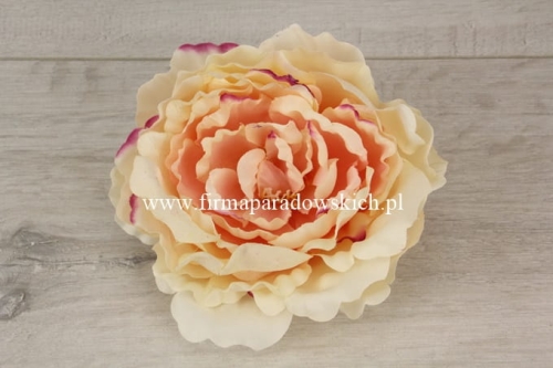 peonia otwarta 1szt krem/brzoskwinia (L1021A)