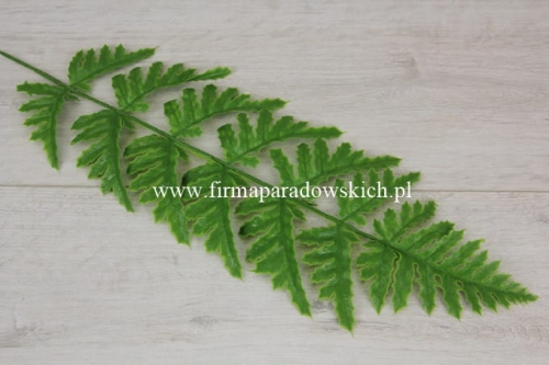 gumowany liść paproci szerszej 12szt zielony (P25-22)