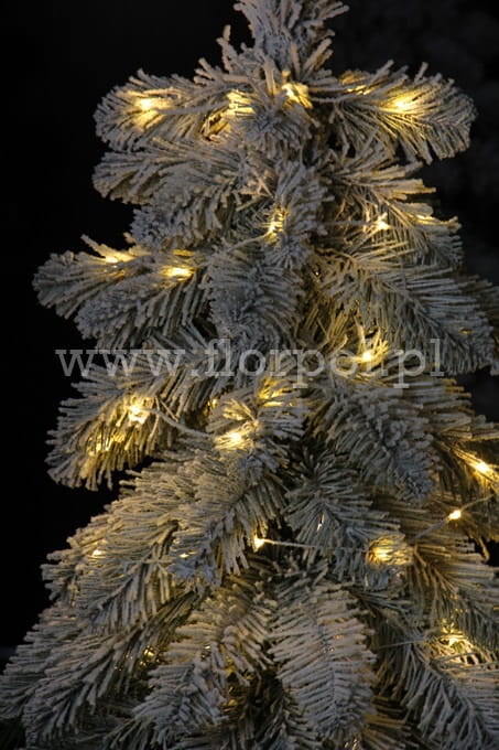 SOMs Light zoom.JPG