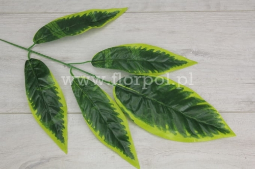 Gałązka – liście mango 12szt zielony/jasnozielone brzegi (E1/5)