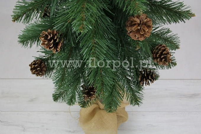 SOMD szyszka004.JPG